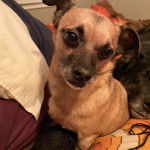 Un Chug bicolore assis sur un lit et qui semble pensif.