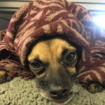 Photo montrant un Chug allongé sur un coussin et qui est couvert d'un manteau rouge.