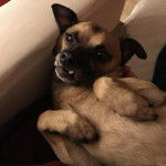 Photo montrant un Chug au museau noir allongé sur un canapé et qui semble jouer