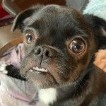 Un petit Chug bicolore aux grands yeux et qui regarde la caméra.