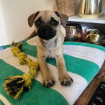 Un petit Chug au museau noir, allongé sur un lit et qui fixe la caméra