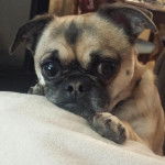 Un petit Chug bicolore aux gros yeux, qui a ses pattes avant adossées contre un canapé blanc.