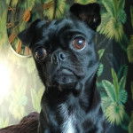 Gros plan d'un Chug noir fixant la caméra 