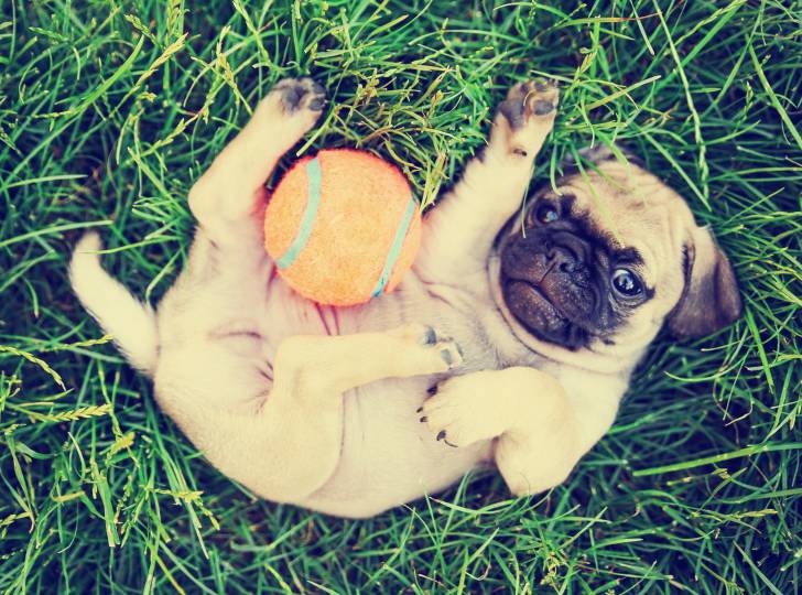 Un chiot Chug au pelage fauve et masque noir, jouant dans l'herbe avec une balle orange