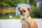 Un Chug à l’air grincheux, au pelage fauve et au museau noir, se tenant assis dans un parc
