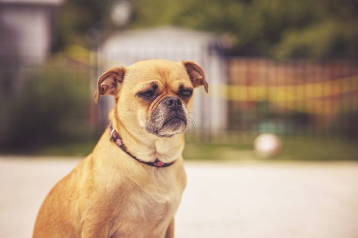 Un Chug au pelage fauve, assis dans un parc