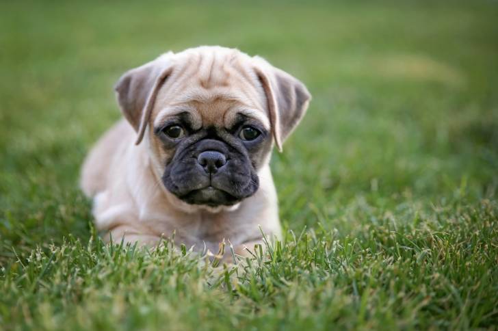 Un chiot Chug au pelage fauve, allongé dans l'herbe
