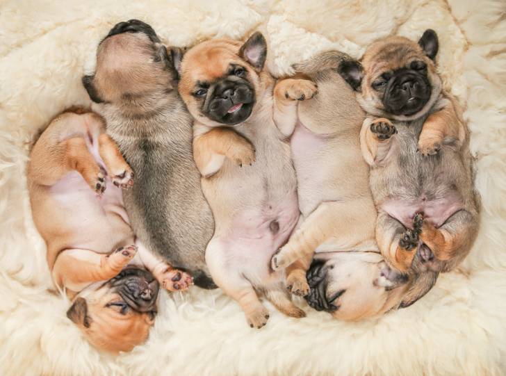 Cinq chiots Chug au pelage fauve et masque noir, allongés dans un panier