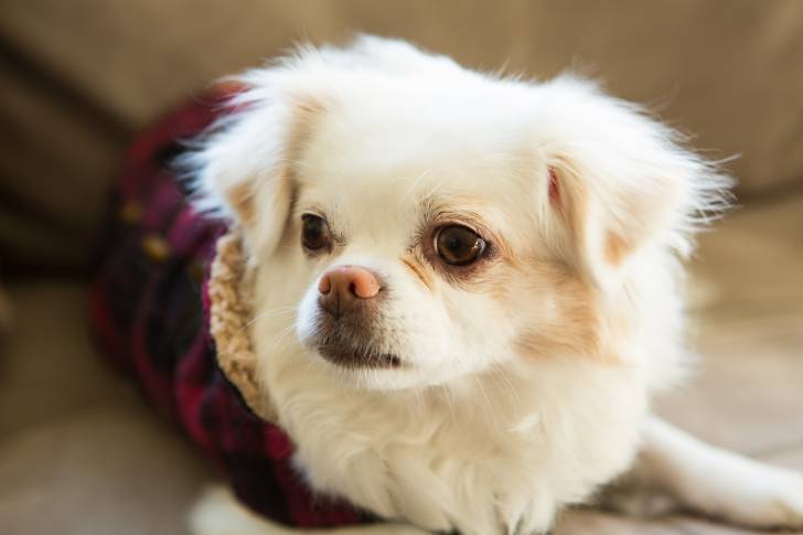 Un Chug au pelage mi-long blanc, allongé sur un canapé