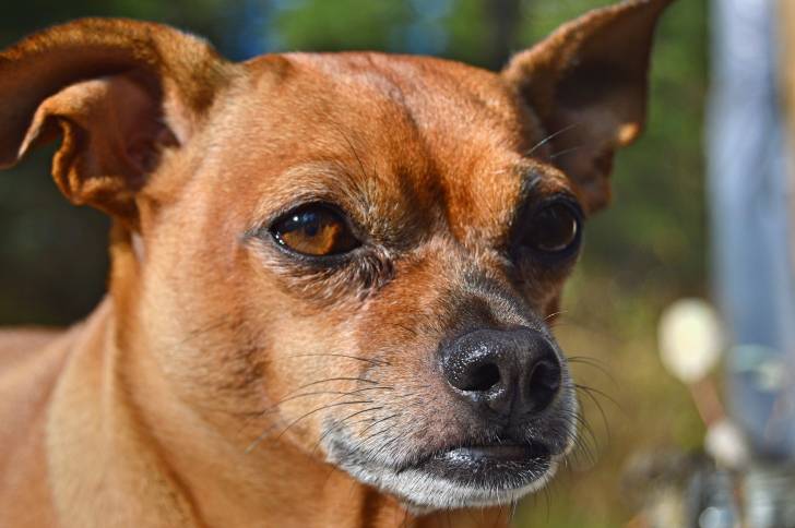 Un gros plan d'un Chug au pelage roux
