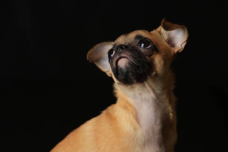 Un Chug au pelage fauve et masque noir, regardant vers le haut