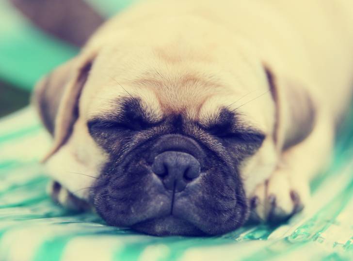 Un Chug au pelage beige endormi sur une chaise verte