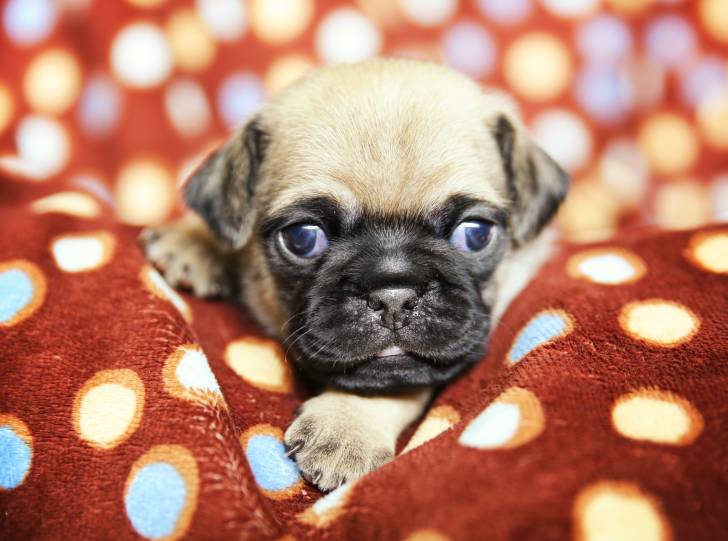 Un chiot Chug au pelage beige et masque noir, allongé dans une couverture à pois