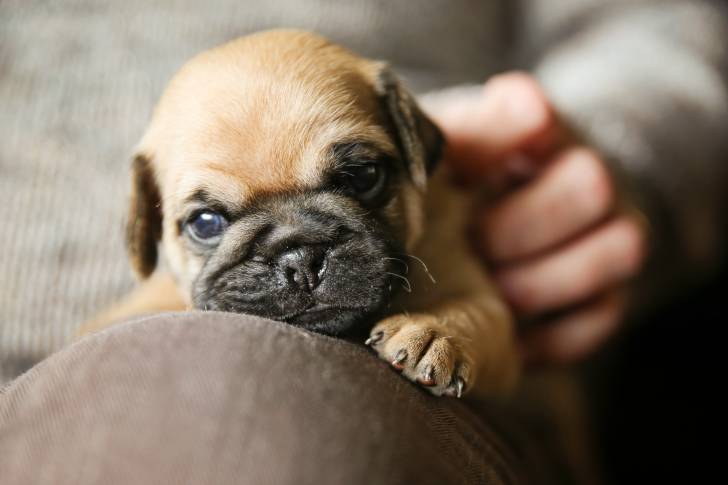 Un chiot Chug au pelage fauve et masque noir, allongé sur les genoux de son maître
