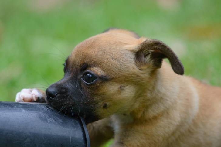 Un chiot Chug au pelage fauve et masque noir, mordillant un pot