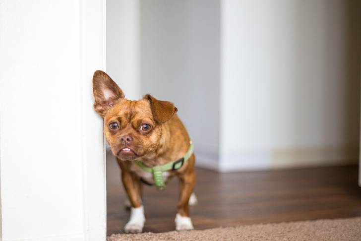 Un Chug debout un plancher avec des murs blancs en arrière-plan