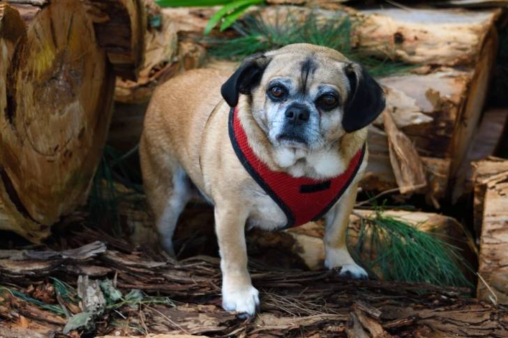 Un Chug marchant sur un sentier fait d’écorce et de feuilles