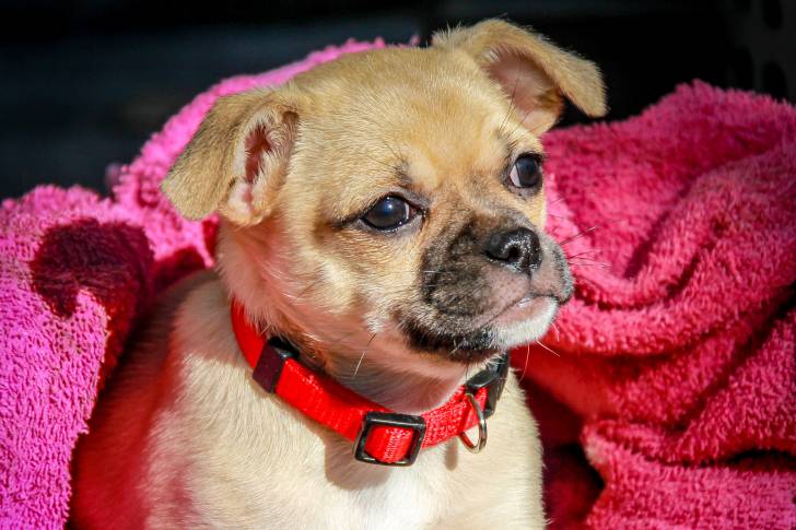 Un chiot Chug au pelage fauve et au museau noir portant un collier rouge
