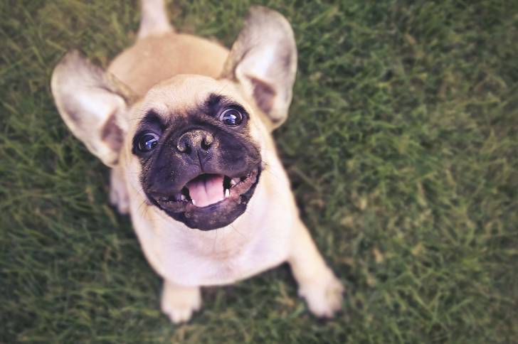 Un Chug au pelage fauve et au museau noir, tenant sa tête en arrière et ses oreilles dressées