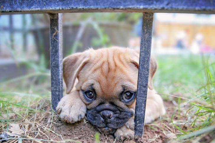 Un Chug au pelage fauve entre les barreaux d’une grille, ayant sa tête posée sur ses pattes