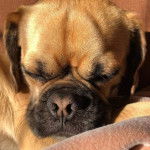 Photo en gros plan du visage d’un Pucker