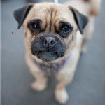 Un Pucker en posture quadrupède et regardant directement la caméra