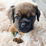 Un Pucker allongé sur une couverture blanche