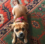 Photo prise de haut d'un Pucker allongé sur un tapis coloré