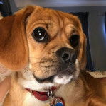 Un Pucker portant un collier couché sur un matelas