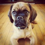 Un Pucker assis sur un plancher en bois