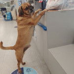 Un Pucker debout sur ses pattes arrière avec ses pattes avant sur un comptoir dans une animalerie