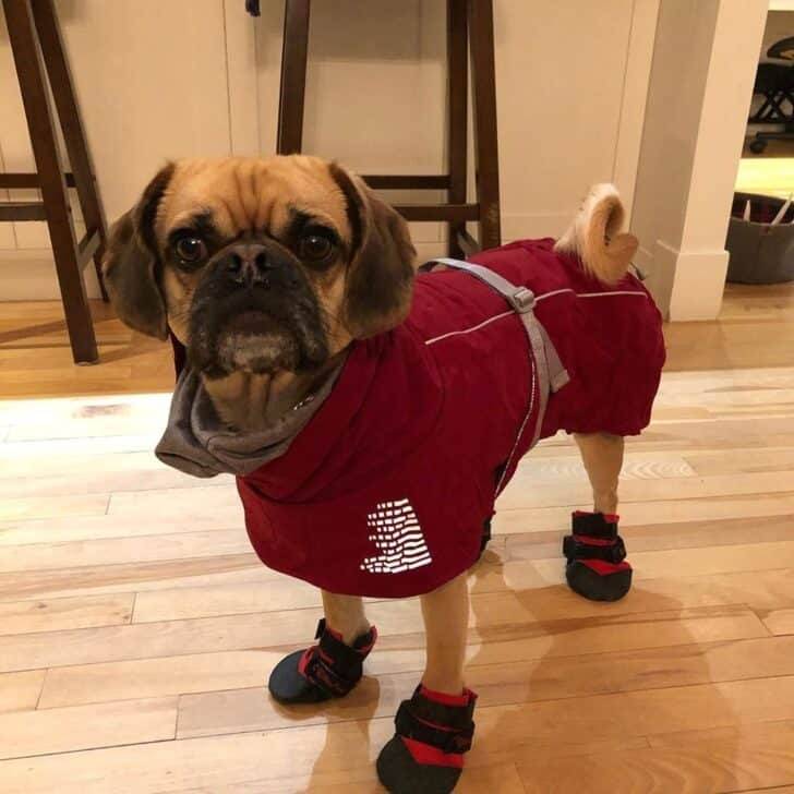 Un Pucker debout à quatre pattes et portant un manteau rouge et des bottines rouges