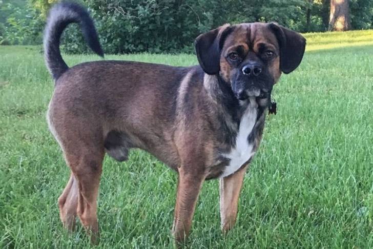 Un Pucker en posture quadrupède dans un champ herbeux