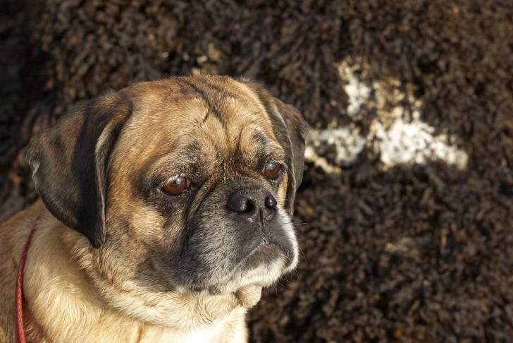 Un Pucker portant un collier autour du cou regardant sur le côté