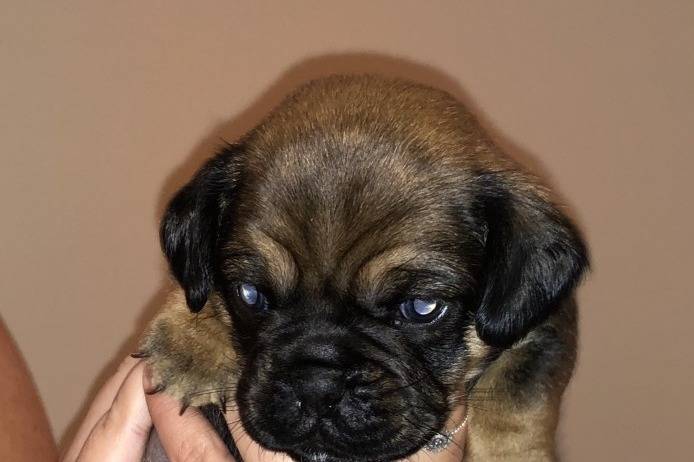 Un petit Pucker tenu dans la main de quelqu’un