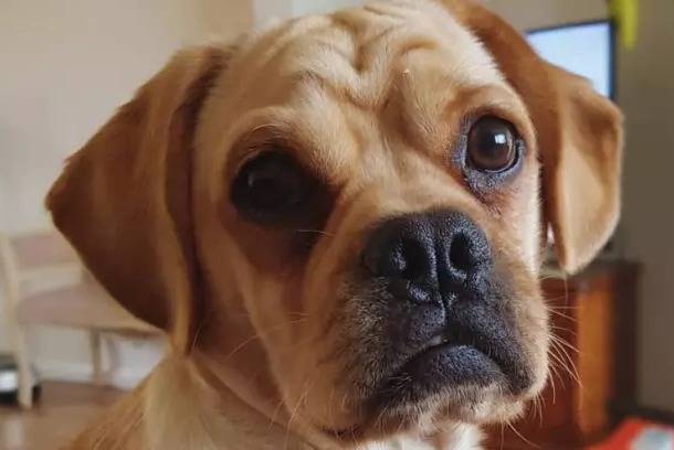 Photo en gros plan du visage d'un Pucker