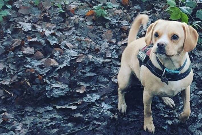 Photo d’un petit Pucker portant un harnais dans un cadre forestier
