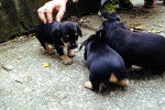 Trois chiots Daugs au pelage bicolore noir et fauve, se faisant caresser