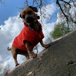 Un Daug au pelage bicolore, aux oreilles tombantes, debout sur une roche, vêtu d’un habit rouge et d’un collier autour du cou.