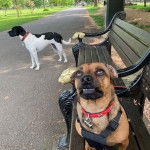 Un Daug de pelage bicolore est assis sur un banc en bois. Il porte un collier rose et un harnais noir.
