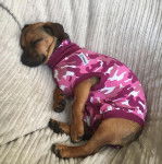 Un Daug à la robe bicolore et au corps allongé porte un habit bicolore, semblant endormi.