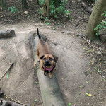 Un Daug à la robe bicolore se tient debout sur un tronc d’arbre et porte un harnais noir et rose 