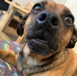 Gros plan sur un Daug au pelage bicolore aux oreilles tombantes, allongé et qui semble surpris.