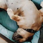 Photo d’une femelle Daug au pelage bicolore allongée sur le dos et portant un collier autour du cou.