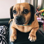 Un Daug de pelage bicolore aux oreilles tombantes allongé sur un canapé et portant un collier autour du cou.