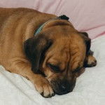 Un Daug au pelage fauve, aux oreilles tombantes, allongé et portant un collier autour du cou.