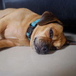 Un Daug au pelage bicolore se tient allongé , regarde la caméra et porte un collier autour du cou.