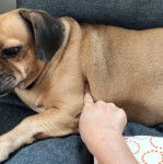 Un Daug au pelage bicolore allongé, qui semble jouer avec son propriétaire.