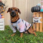 Un Daug au pelage bicolore, aux oreilles tombantes, qui se tient sur une pelouse et qui porte un habit bicolore.