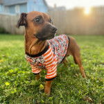 Un Daug au pelage fauve debout sur une surface gazonnée et portant un habit bicolore